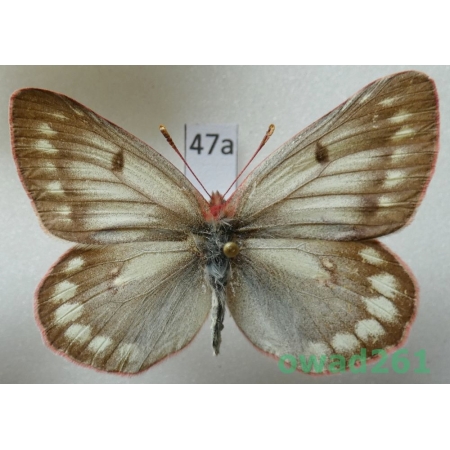 Colias nastes jacuticola Weiss & Mrácek, 1989 Russia47a